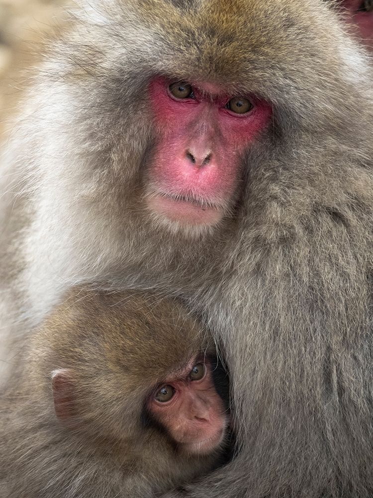 Japan-Nagano Portrait of a Japanese macaque cuddling her baby